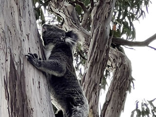 「 M式旅記|雙城記|第一次邂逅野生無尾熊🐨 |興奮🥰啊 |功夫Koala 」