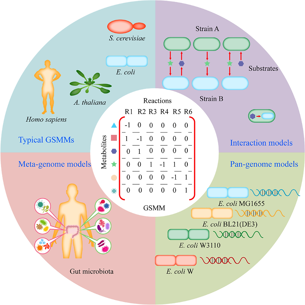 The development of the first-generation GSMMs [1]