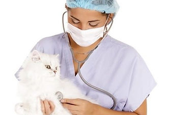 Wellness Exam and Preventative Care