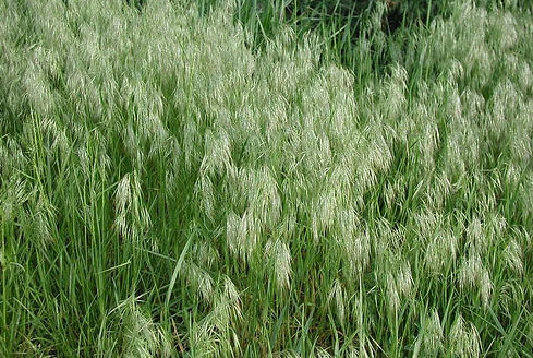 Bromus tectorum