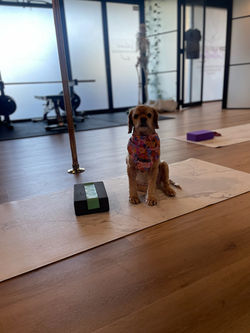 Our dog pebbles in our private pole space