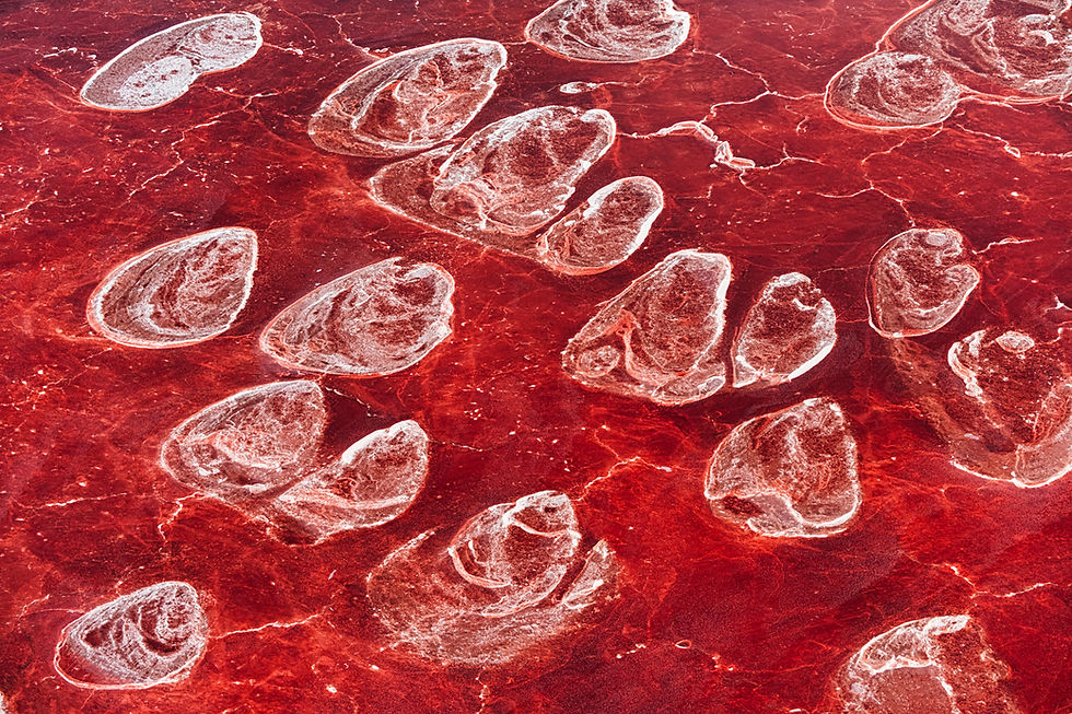 CELLS
