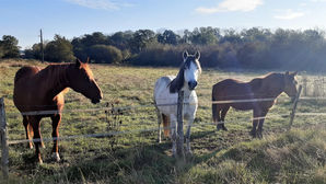 Marche rééducative