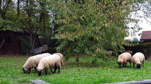 Faut-il tondre en automne?