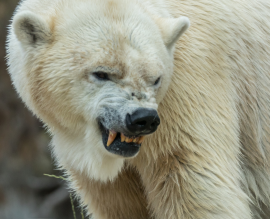 O bear market das criptomoedas prejudica os novos projetos?