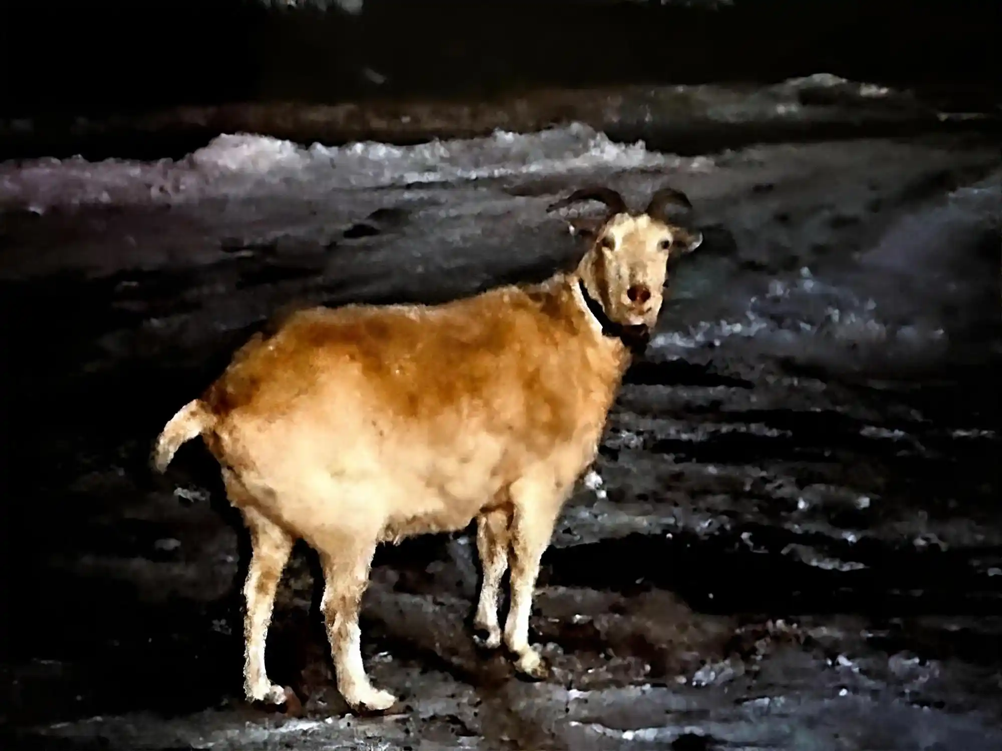 goat used to train hunting hounds