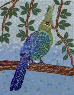 Shalow's Turaco