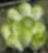 Napa Cabbage