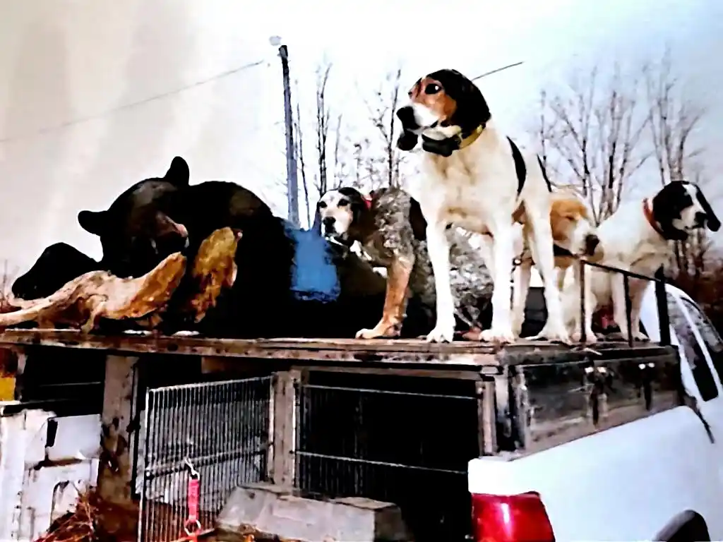 hunting dogs with a trophy black bear