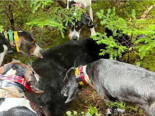 HUNTING BLACK BEAR WITH HOUNDS IS A TEAM EFFORT