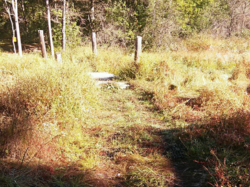 regrowth of vegetation on repaired trail