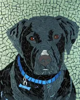 mosaic of a black dog wearing a blue collar