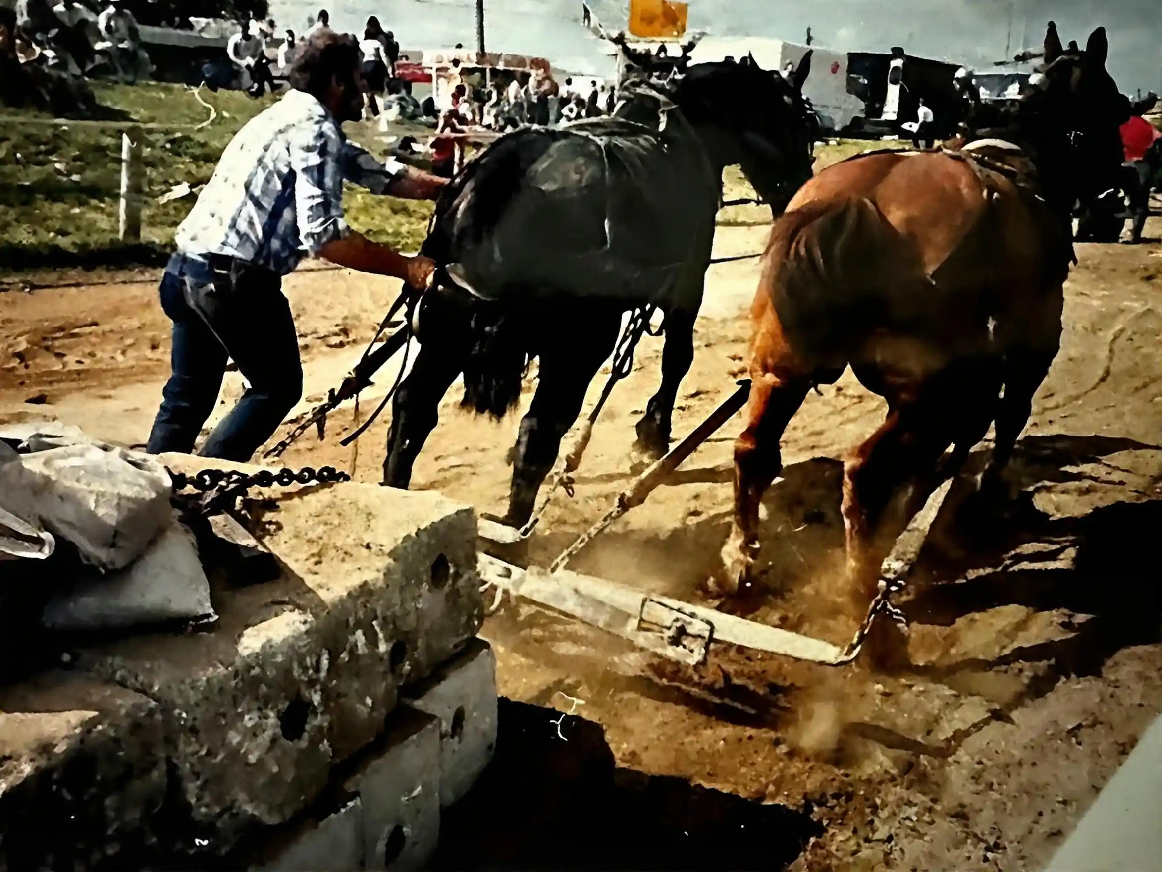 working with draft horses