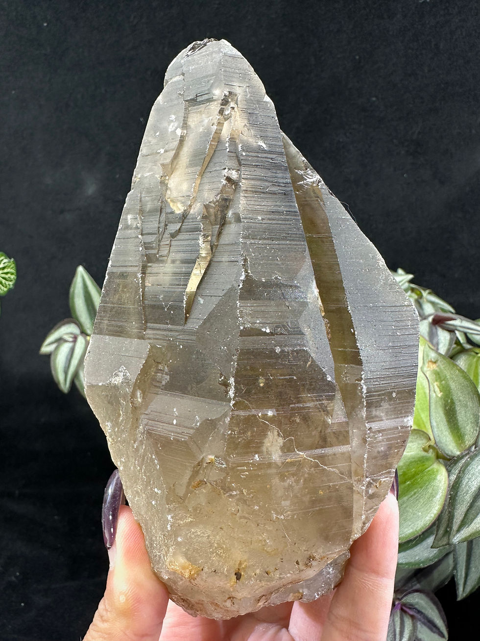 Thumbnail: 20cm Height Raw & Natural High Quality Transparent Smoky Quartz Crystal Tower