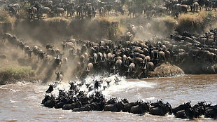 wildlife-spectacle-great-migration-tanzania.jpg