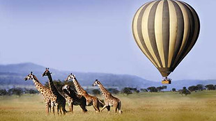 Serengeti-Hot-Air-Balloons.jpg