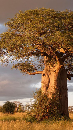 boabab-tarangire-national-park.jpg