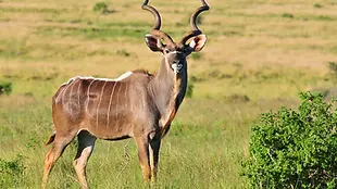 Male-Kudu-buck.webp