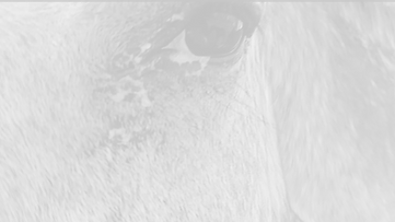Auge Hidalgo hell.png
