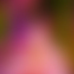 Switzon The Great x Yolanda Blonda - MARCH EQUINOX