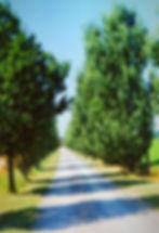 Viale alberato, Le Colombaie