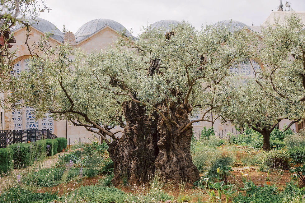 This gnarled olive tree in Gethsemane near the Church of All Nations in Jerusalem has outlasted centuries of storms. The faithful are like it: “a green olive tree in the house of God” (Psalm 52:8). A heart rooted in God’s steadfast love keeps growing quietly and is still standing long after the storms have passed.