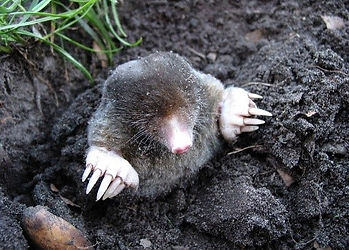 mole.jpg