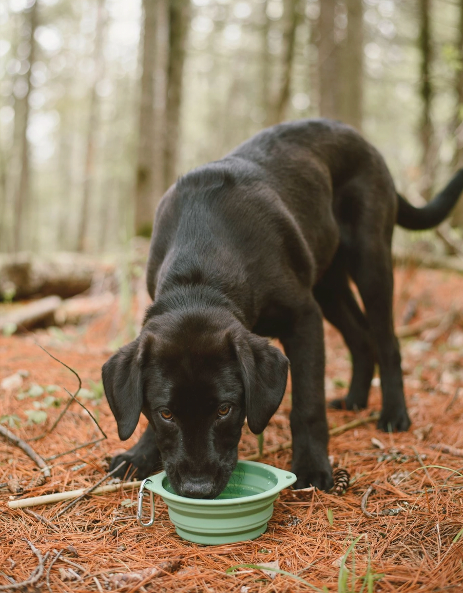 Silicone Dog Bowl | Me Mother Earth