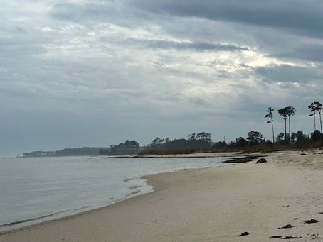 Bluster beach day for driftwood hunt!