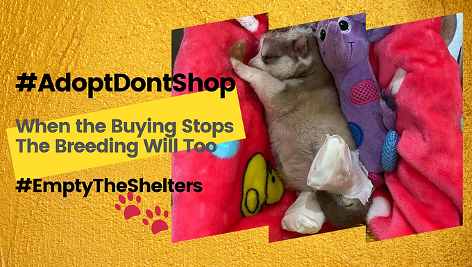 Empty The Shelters ( When the Buying Stops, the Breeding will Too)
