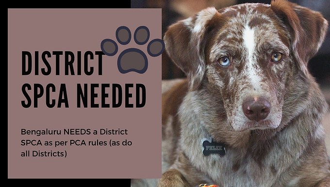 Whither #DistrictSPCAs? How then can we prevent animal cruelty ?