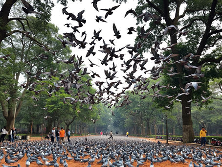 Pigeon Feeding Guidelines by Dept of Health & Family Services GoK