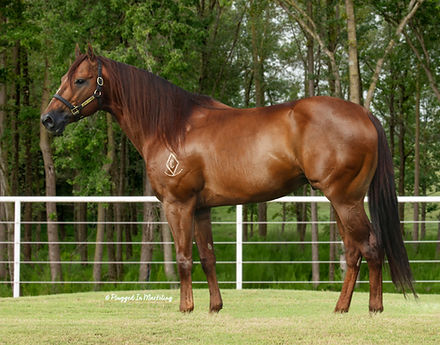 hart stallion revised image.jpg
