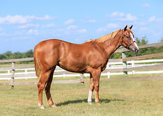Hip #654 FURIOUSA consigned by Granada Farms, agent for Tyler & Naia Graham .jpeg