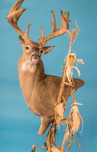 2019 State Champ Jason Delue Closed Mouth Whitetail.jpg