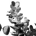 Eucalyptus leaves