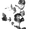 Eucalyptus leaves