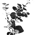 Eucalyptus leaves