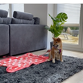 Bildschirmfoto 2026-01-15 um 21.10.35.png