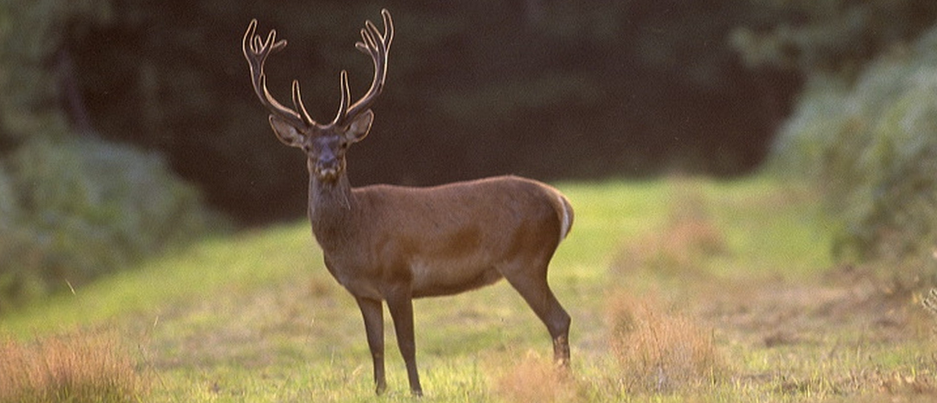 Cerf montage.jpg