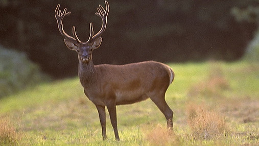 Cerf montage.jpg
