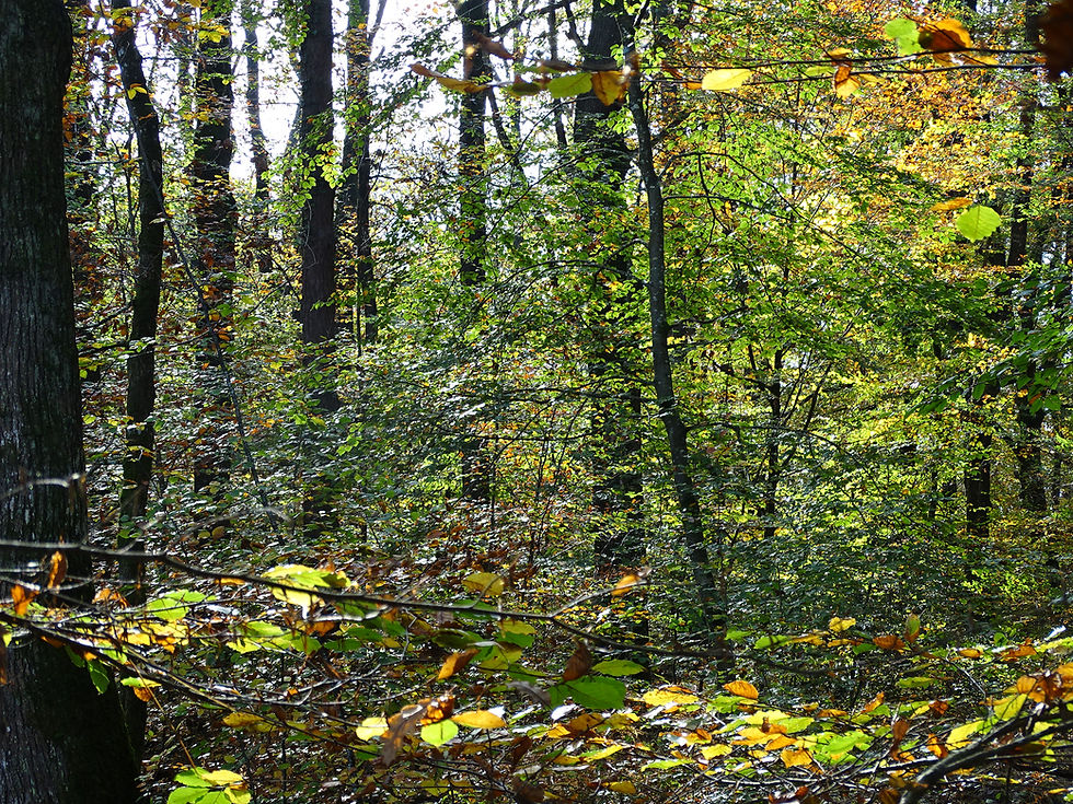 Bosquet 2015.JPG