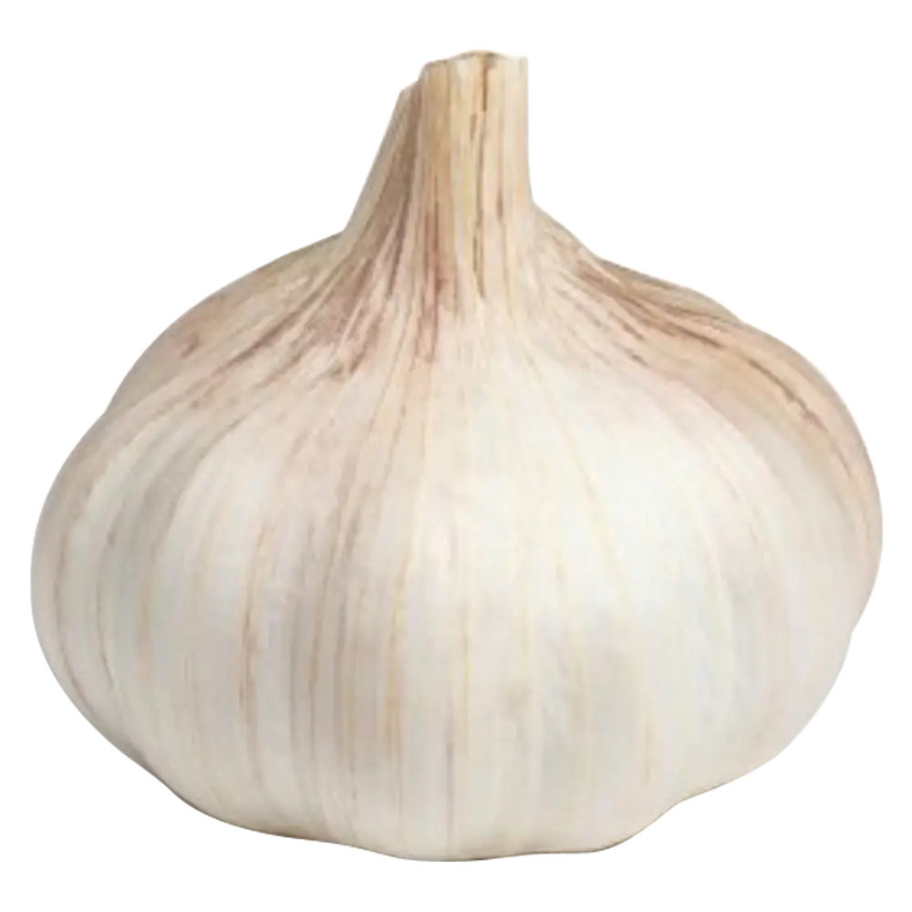 Fresh Garlic 1ct