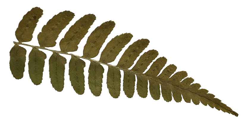 fern transparent.png