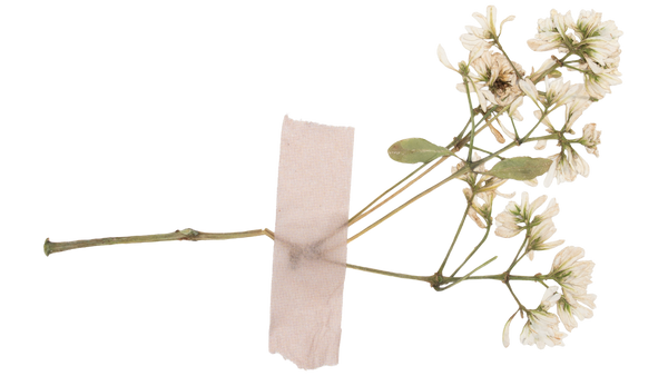 flowers option 3.png