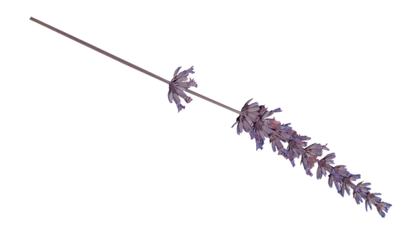 flowers 1_edited.png