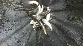 アユの試し釣り