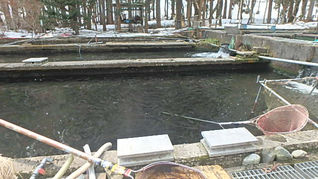 ヤマメ成魚放流