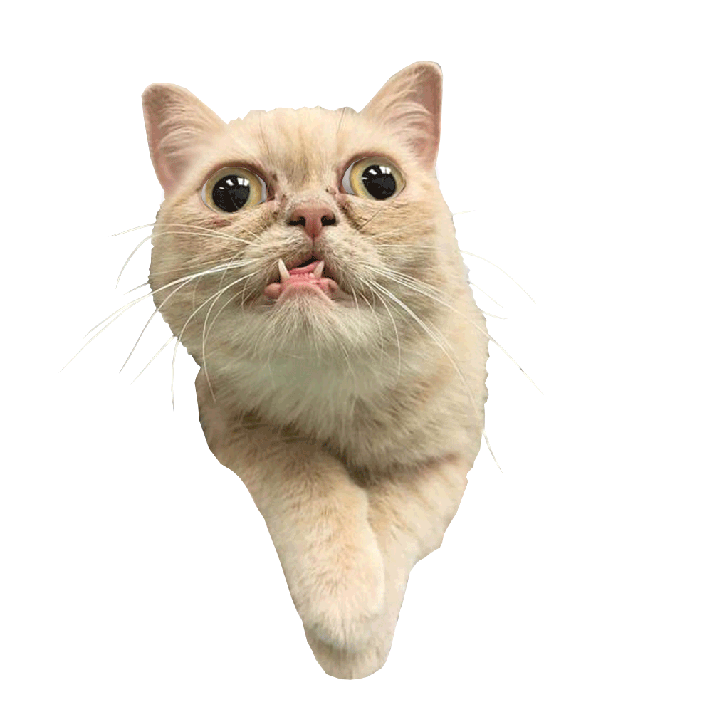 weird-cat