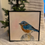 Thumbnail: Bluebird